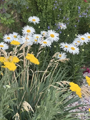 Avatar de oportunidescancheras