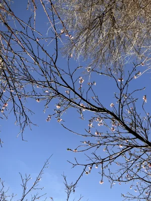 Avatar de mililitardo