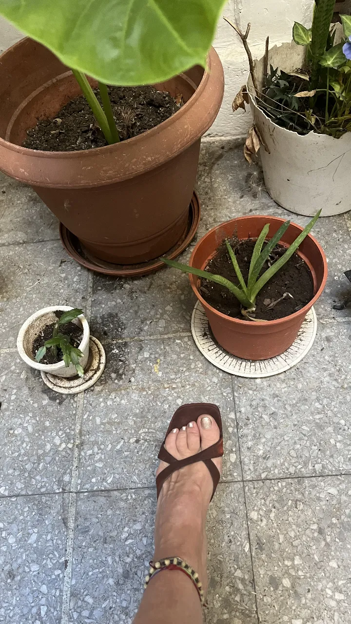 Tacos Bebe - Vista 4