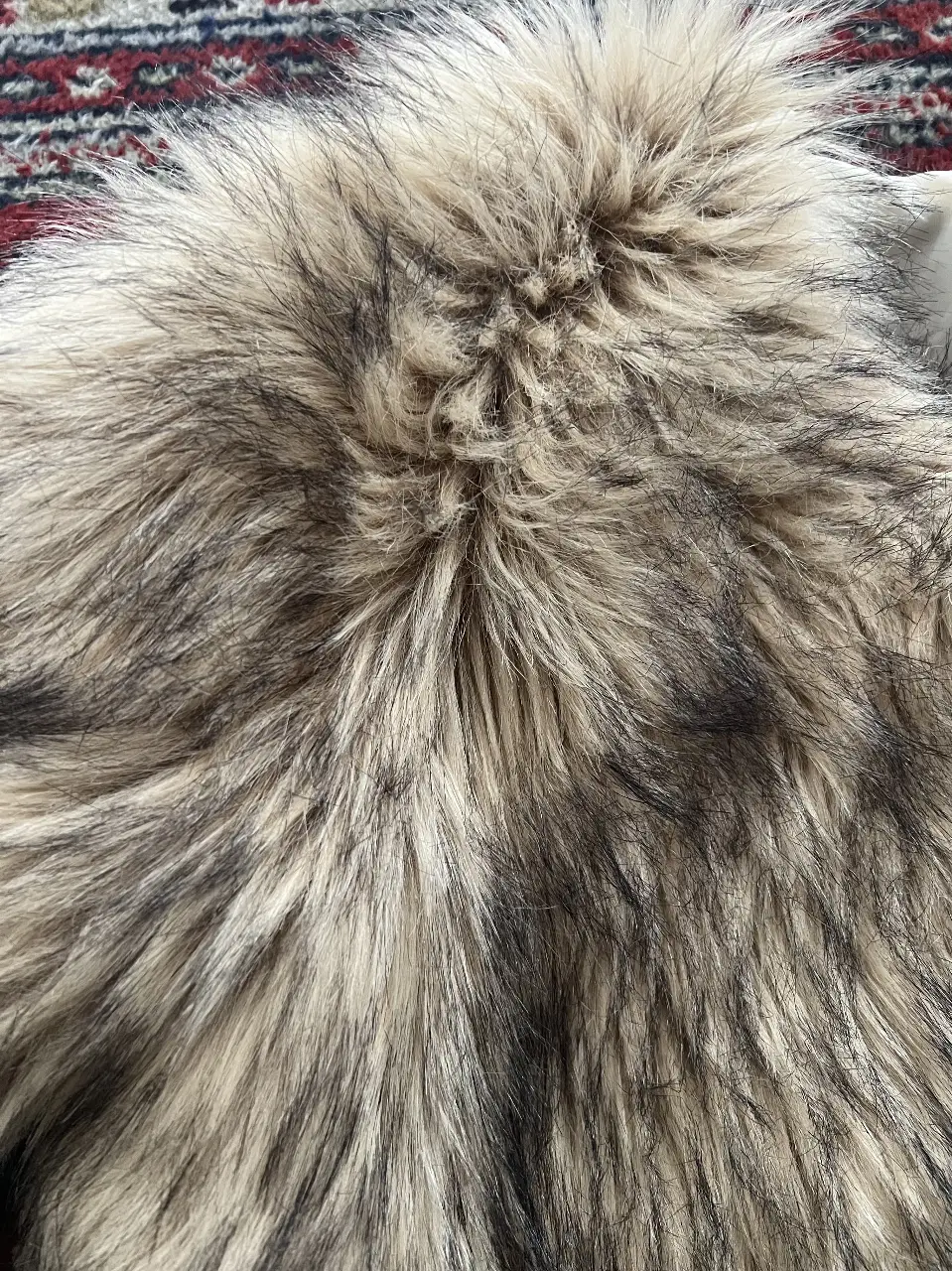 Campera PRUSSIA - Vista 3
